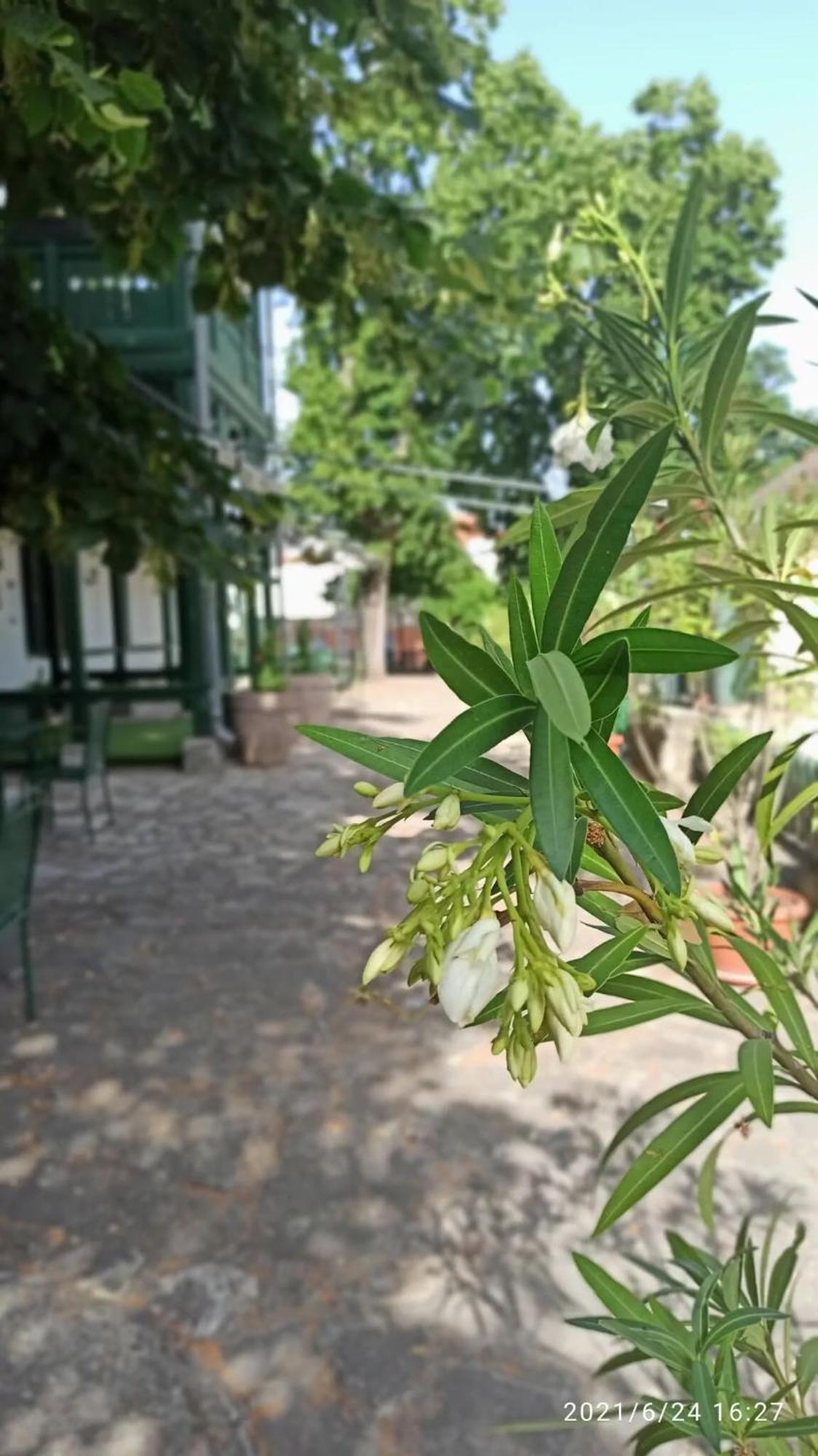 Bed and Breakfast Svájci Lak Panzió Nyíregyháza Esterno foto